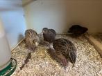 Japanse kwartels, Dieren en Toebehoren, Pluimvee, Meerdere dieren, Overige soorten