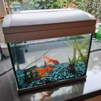 Superfish aquarium met twee sluierstaart goudvissen, Ophalen, Gebruikt, Gevuld zoetwateraquarium