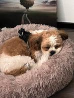 Boomer pup (18 weken), Dieren en Toebehoren, Maltezer, 15 weken tot 1 jaar, Reu, CDV (hondenziekte)