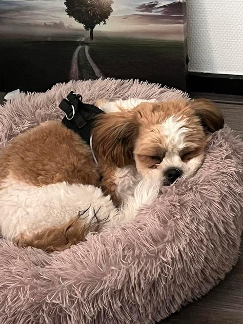 Boomer pup (18 weken), Dieren en Toebehoren, Honden | Chihuahua's en Gezelschapshonden, Reu, Maltezer, Particulier, Eén hond, Nederland