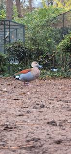 Tekoop roodschouder taling, Dieren en Toebehoren, Pluimvee, Mannelijk, Eend