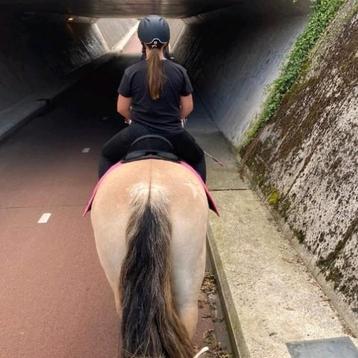 Bereider/verzorger voor u pony aangeboden  beschikbaar voor biedingen