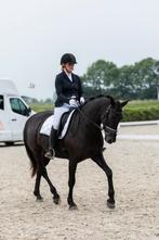 Zeer betrouwbare en mooie merrie, fijn leerpaard, Dieren en Toebehoren, Merrie