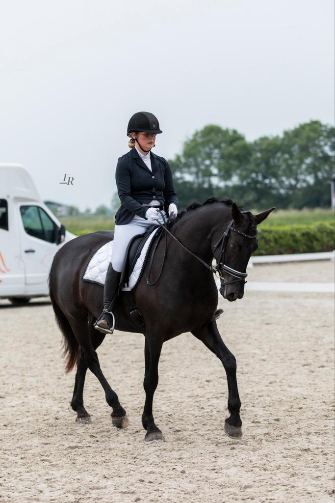 Zeer betrouwbare en mooie merrie, fijn leerpaard, Dieren en Toebehoren, Pony's, Merrie