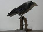 Opgezette Kraai, Ophalen of Verzenden, Gebruikt, Opgezet dier