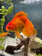 Sluierstaart vissen zoeken een nieuw huisje., Dieren en Toebehoren, Vis, Zoetwatervis, Schoolvis
