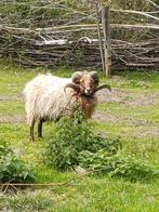 Ouessant ram RUILEN, Dieren en Toebehoren, Schapen, Geiten en Varkens, Mannelijk, Schaap, 3 tot 5 jaar