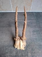 Gewei van een ree., Ophalen of Verzenden, Zo goed als nieuw, Hert, Gewei of Kop