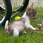 Nog 1 prachtig Chinese Naakthond x Chihuahua pupje (Teefje), Dieren en Toebehoren, Honden | Chihuahua's en Gezelschapshonden, CDV (hondenziekte)