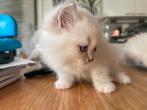 Blue pointed Ragdoll kitten, Dieren en Toebehoren, Katten en Kittens | Overige Katten, Meerdere dieren
