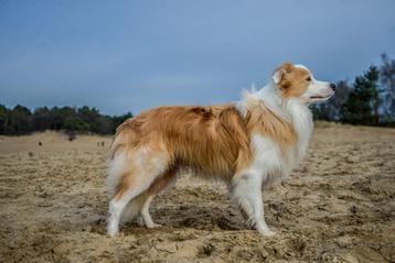 Border Collie dekreu met stamboom 