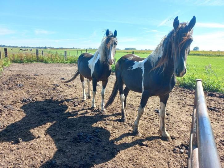 Tk Jonge barock pinto 1 en 3 jarige bp/friese 5 en 1 jaar, Dieren en Toebehoren, Paarden, Meerdere dieren, Niet van toepassing