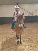 Lieve pony beschikbaar voor lease, B, Ruin, 7 tot 10 jaar, B pony (1.17m tot 1.27m)