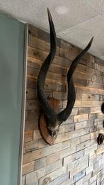 Hoorns en schedel van een grote koedoe, Verzamelen, Dierenverzamelingen, Ophalen of Verzenden, Gebruikt, Schedel