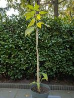 Brugmansia/Datura, Ophalen, Volle zon, Overige soorten, 100 tot 250 cm