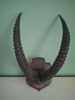 Opgezette Impala kop gewei, Ophalen of Verzenden, Gebruikt, Wild dier, Gewei of Kop