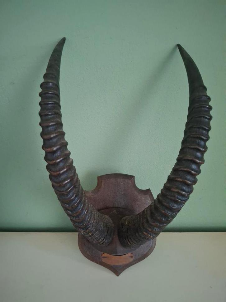 Opgezette Impala kop gewei, Verzamelen, Dierenverzamelingen, Gebruikt, Gewei of Kop, Wild dier, Ophalen of Verzenden