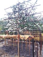 Quercus Ilex  (Steeneik ) als leiboom ., Tuin en Terras, Planten | Bomen, Bloeit niet, Leiboom, 250 tot 400 cm, Ophalen