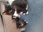 MET SPOED GOED THUIS GEZOCHT voor 2 kittens, Dieren en Toebehoren, Katten en Kittens | Overige Katten, Meerdere dieren, Kortharig