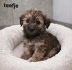 Super mooi gezonde boomer pups., Dieren en Toebehoren, Parvo, Overige rassen, 8 tot 15 weken, Meerdere