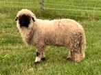 Walliser Schwarznase, Dieren en Toebehoren, Mannelijk, Schaap, 0 tot 2 jaar