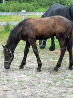 Te koop: Friese hengstveulen met stamboek, Dieren en Toebehoren, Paarden, Minder dan 160 cm, Niet van toepassing, 0 tot 2 jaar
