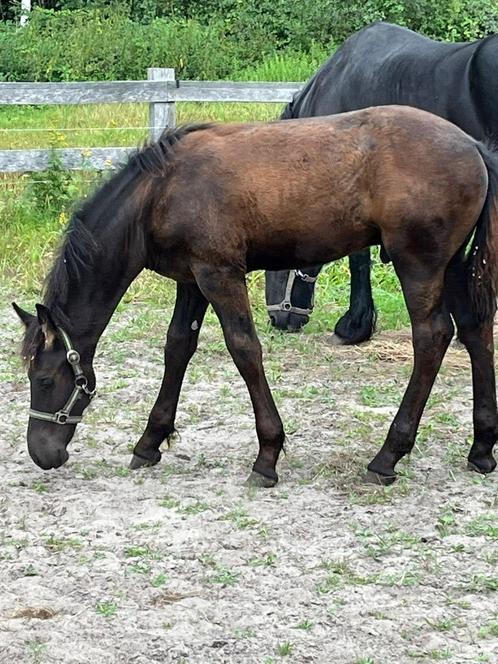 Te koop: Friese hengstveulen met stamboek, Dieren en Toebehoren, Paarden, Hengst, Niet van toepassing, Minder dan 160 cm, 0 tot 2 jaar