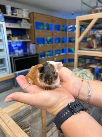 Te koop jonge cavia vrouwtjes / zeugjes beschikbaar voor biedingen