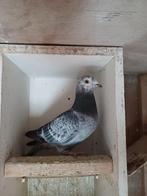 Ooievaar doffer 2025, Mannelijk, Postduif