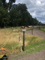 Hulp op Paddock Paradise, Dieren en Toebehoren