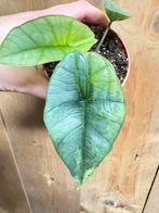 Alocasia platinum variegata plant aurea yellow lemon mint, Huis en Inrichting, Kamerplanten, Ophalen of Verzenden, Halfschaduw
