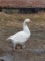 Onverwant wit koppel krulveer sebastopol ganzen 2025, Meerdere dieren, Gans of Zwaan