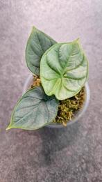 Alocasia Silver Dragon Sports Variegata #6, Huis en Inrichting, Kamerplanten, Ophalen of Verzenden, Overige soorten, Minder dan 100 cm