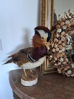 Prachtig opgezette Mandarijneend, Ophalen, Zo goed als nieuw, Vogel, Opgezet dier