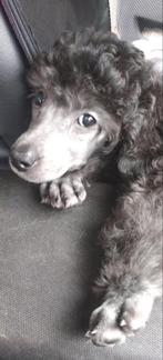 Prachtige zilver middenslag poedel puppy met FCI stamboom, Particulier, Rabiës (hondsdolheid), Teef, 8 tot 15 weken