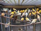Zaterdag 17 mei inkoop en verkoop van vogels, Dieren en Toebehoren, Vogels | Kanaries, Meerdere dieren, Kleurkanarie