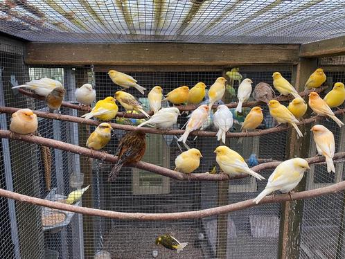 Zaterdag 17 mei inkoop en verkoop van vogels, Dieren en Toebehoren, Vogels | Kanaries, Kleurkanarie, Meerdere dieren