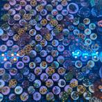 Koraal stekken zoanthus buttons zeeaquarium, Dieren en Toebehoren, Vissen | Aquaria en Toebehoren, Gevuld zeewateraquarium, Ophalen of Verzenden