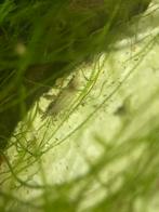 Uitgeselecteerde garnalen rood, Kreeft, Krab of Garnaal