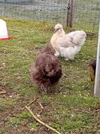 Broedeieren Usa zijdehoen, Dieren en Toebehoren, Pluimvee, Geslacht onbekend, Kip