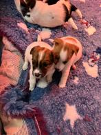 Kruising jack russel x kooiker hondje/jack russel pups, Overige rassen, 8 tot 15 weken, Meerdere, Meerdere dieren