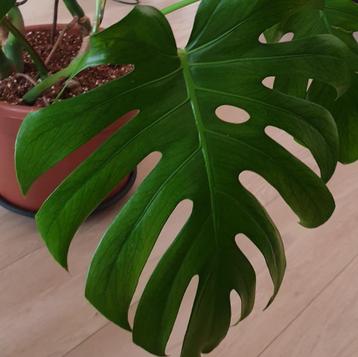 Groot Monstera Deliciosa gatenplant, kamerplant beschikbaar voor biedingen