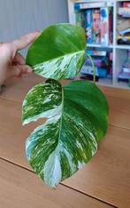 Monstera variegata, Huis en Inrichting, Kamerplanten, Ophalen, Overige soorten, Minder dan 100 cm