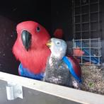 NG Edel papegaai, Dieren en Toebehoren, Vogels | Parkieten en Papegaaien, Mannelijk, Papegaai, Geringd