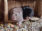 Jonge Syrische hamsters, Dieren en Toebehoren, Knaagdieren, Hamster, Meerdere dieren, Tam, September