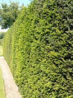 Goedkope hagen haag tuinhaag tuinhagen groenblijvende, Tuin en Terras, Planten | Struiken en Hagen, Ophalen of Verzenden, Laurier