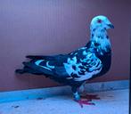 Diverse Kleurpostduiven, Meerdere dieren, Postduif
