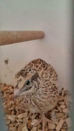 Japanse Kwartel, lees de advertentie, Dieren en Toebehoren, Meerdere dieren, Tam