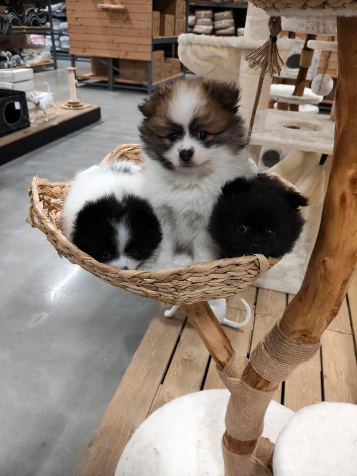 Fox face pomeriaan pups, Dieren en Toebehoren, Honden | Poolhonden, Keeshonden en Oertypen, Meerdere dieren, Keeshond, Particulier