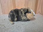 Cavia beertje, Dieren en Toebehoren, Cavia, Mannelijk, November, Tam